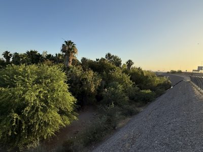 View of a dense riparian habitat corridor featuring mature trees, palms, and native vegetation growing within a river channel. A flood-control embankment and shared-use path run along the edge of the corridor, illustrating the contrast between natural habitat and adjacent urban infrastructure. The scene is illuminated by low-angle sunlight beneath a clear sky.